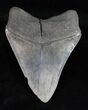 Good Quality, Fossil Megalodon Tooth #12006-2